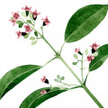 Sandalwood Flower